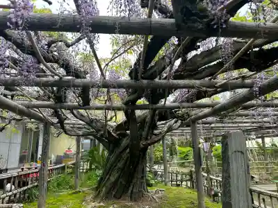 行興寺の{uncategorized: "未分類", other: "その他", undefined: "問題あり", building: "その他建物", grave: "お墓", sacred_gate: "鳥居", guardian: "狛犬", statue: "像", buddha: "仏像", history: "歴史", nature: "自然", garden: "庭園", animal: "動物", pagoda: "塔", temizu: "手水舎", mountain_gate: "山門・神門", sanctuary: "本殿・本堂", subordinate: "末社・摂社", art: "芸術", scenery: "景色", jizo: "地蔵", ema: "絵馬", goshuin: "御朱印", omikuji: "おみくじ", items: "授与品その他", amulet: "お守り", goshuincho: "御朱印帳", eats: "食事", festival: "お祭り", votive_dance: "神楽", shichigosan: "七五三参", wedding: "結婚式", experience: "体験その他", initially: "初詣", around: "周辺", anti_infection: "感染症対策"}