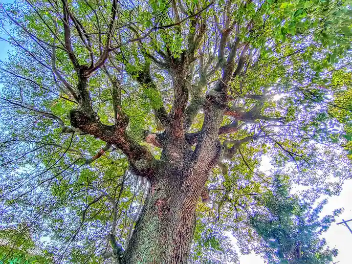 神明社(宮浦)の自然
