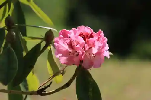 阿久津「田村神社」（郡山市阿久津町）旧社名：伊豆箱根三嶋三社の庭園