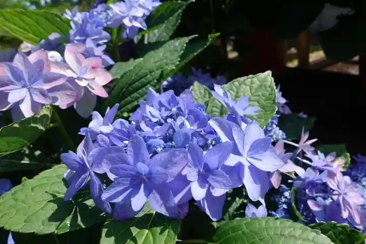 南法華寺(壷阪寺)の自然