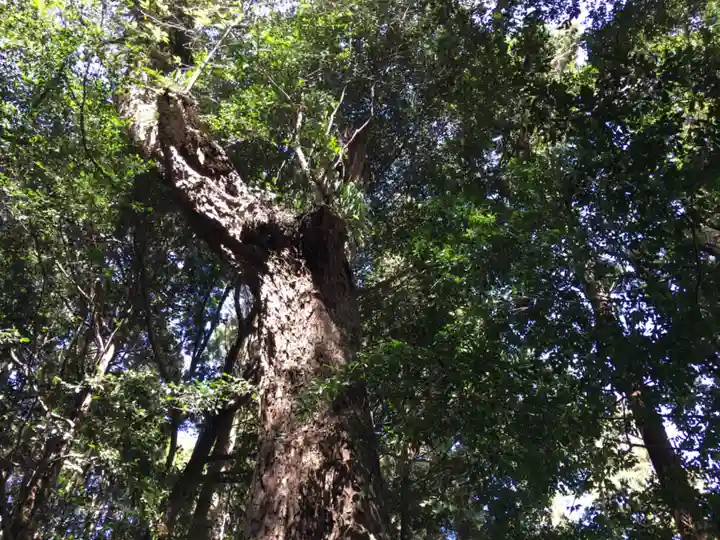 霧島岑神社の自然