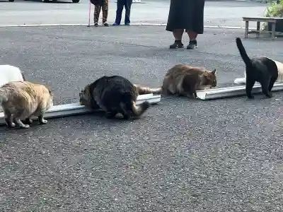 御誕生寺（猫寺）(福井県)