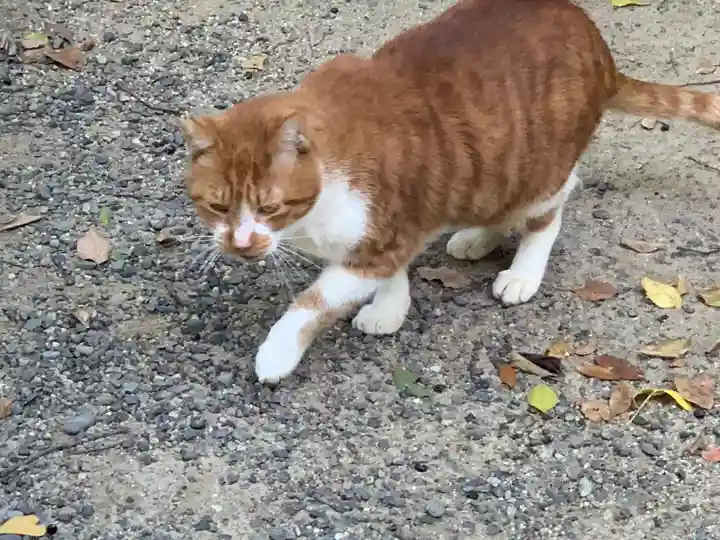 熱田神宮の動物