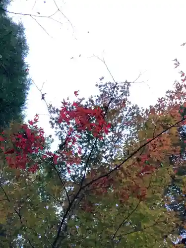 大矢田神社の自然
