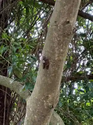 鉾神社(茨城県)