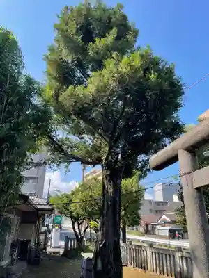 嶺天祖神社の自然