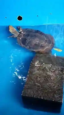 下谷神社(東京都)