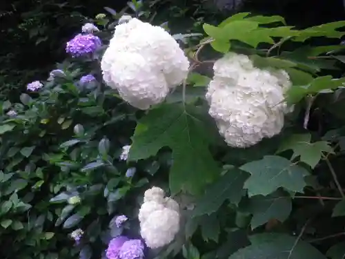 御霊神社の自然