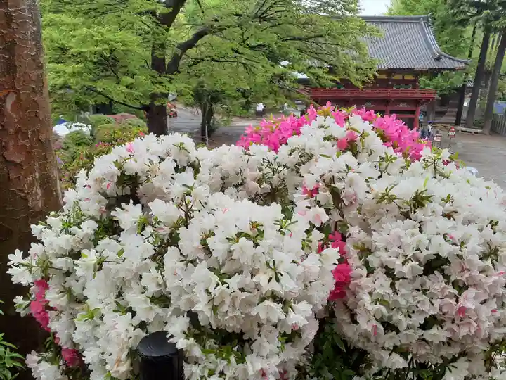 根津神社の山門・神門