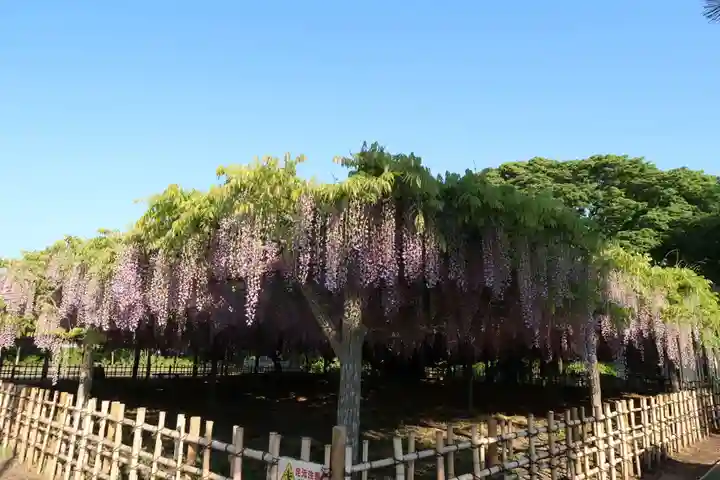 玉敷神社の自然