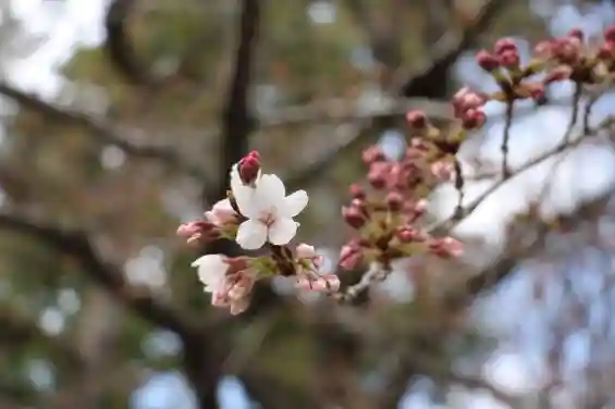 桜神宮(東京都)