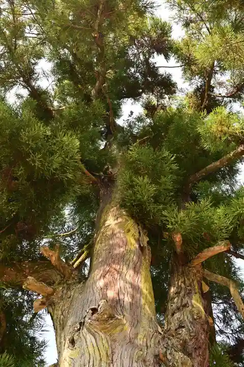 一宮神社(徳島県)