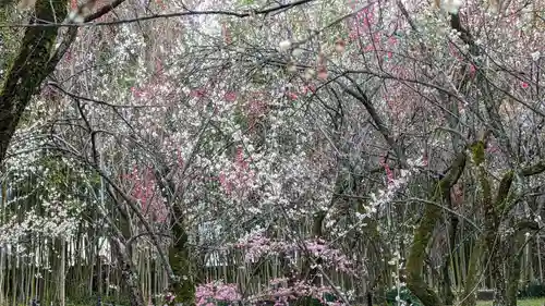 梅宮大社(京都府)