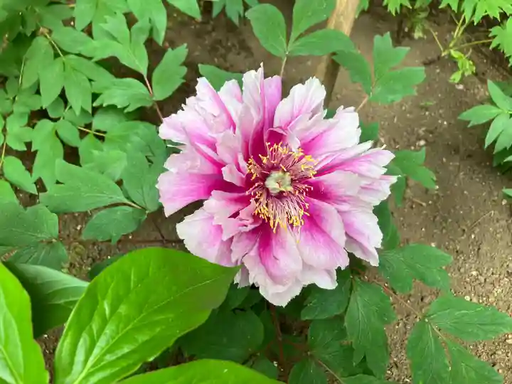 上野東照宮(東京都)