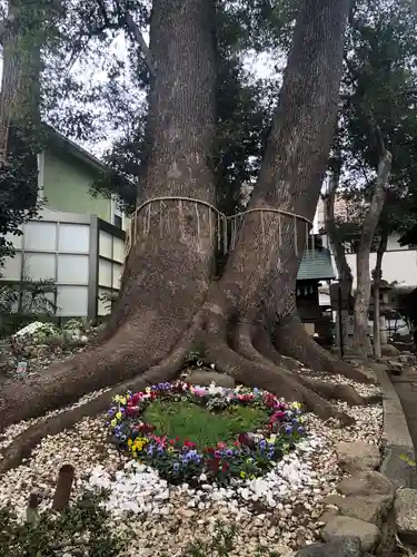 鳩ヶ谷氷川神社の自然