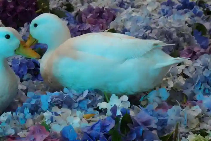 楽法寺(雨引観音)の動物