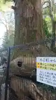 高尾山薬王院の自然