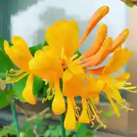 豊景神社の自然