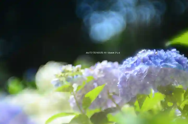 三室戸寺(京都府)