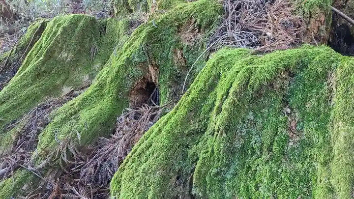 武蔵御嶽神社の自然