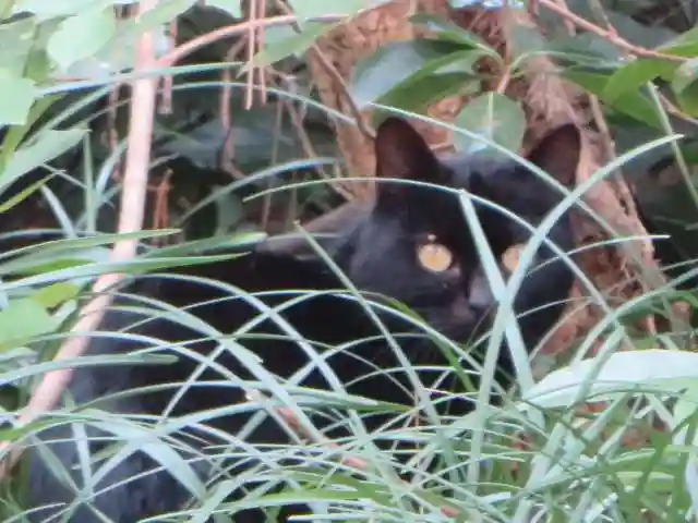 安宅住吉神社の動物