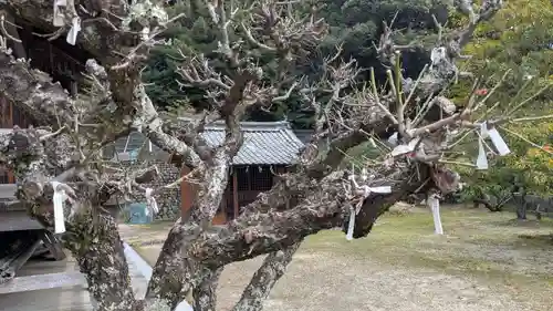 天神社のおみくじ