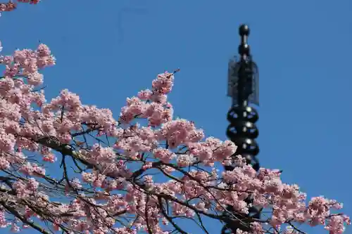 国宝 大法寺の自然
