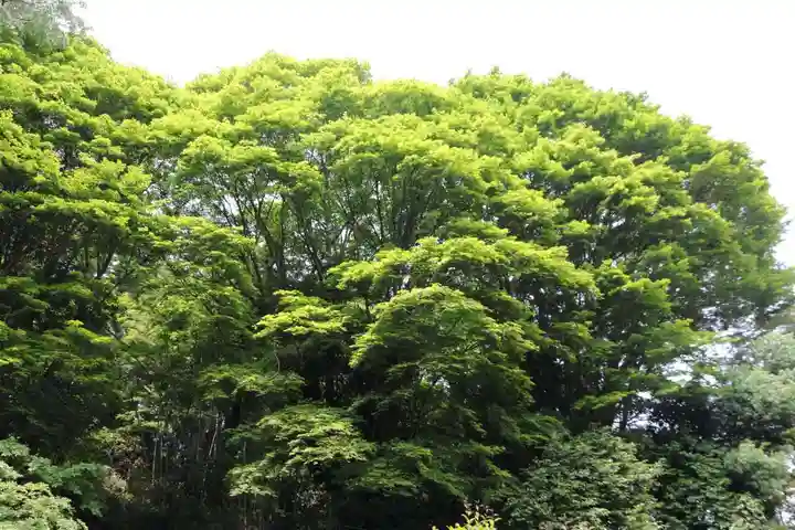 三春大神宮の自然