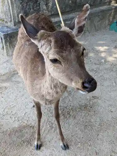 厳島神社の動物