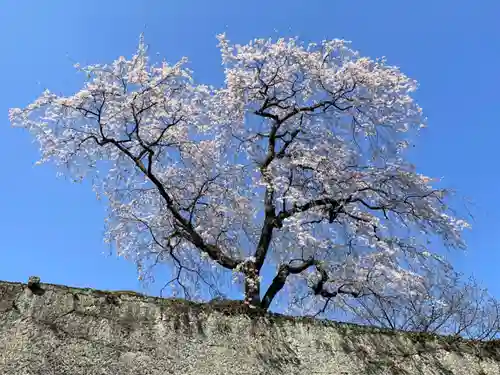 妙義神社の自然