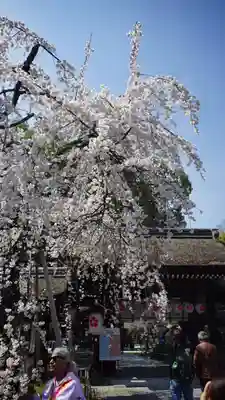 平野神社(京都府)