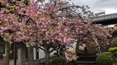 墨染寺（桜寺）(京都府)