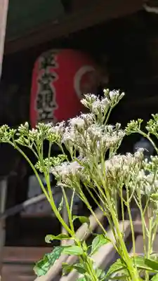 行願寺（革堂）(京都府)