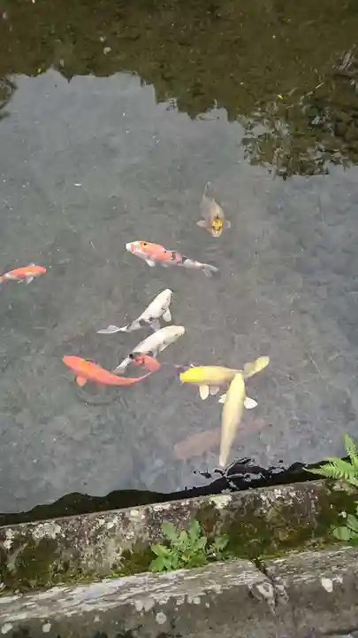 出水神社の動物