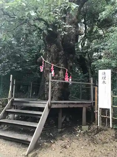 城山八幡宮の自然