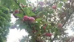 平野神社の自然