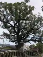 鹿児島神宮(鹿児島県)