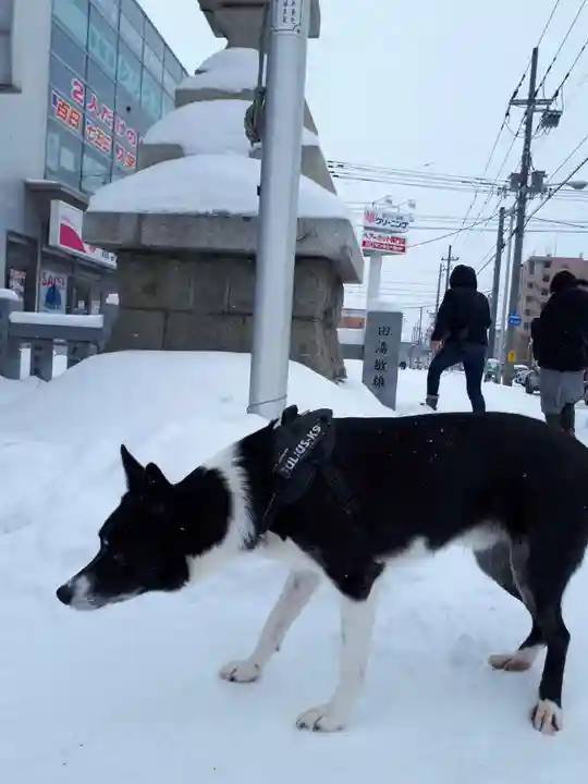 新琴似神社の動物