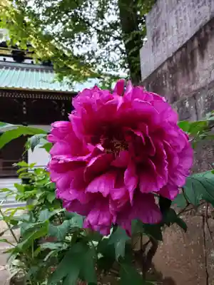 妙法寺(東京都)