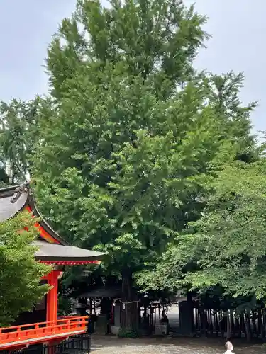 花園神社の自然