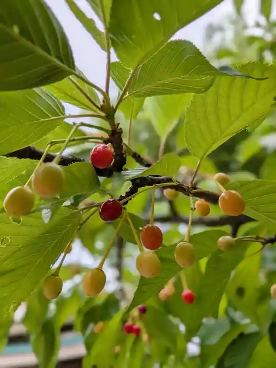 新宿下落合氷川神社(東京都)
