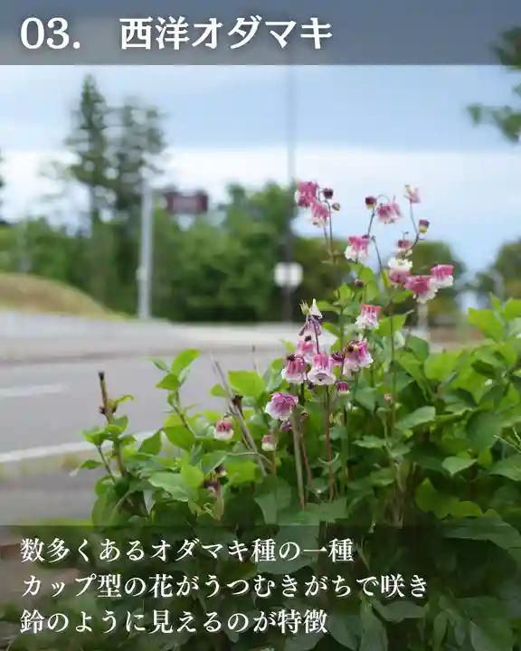 宝光寺(北海道)