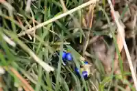 阿久津「田村神社」(郡山市阿久津町)旧社名:伊豆箱根三嶋三社の自然