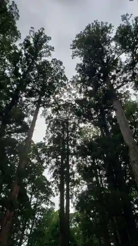 高野山金剛峯寺奥の院の自然