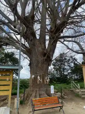 白子神社(千葉県)