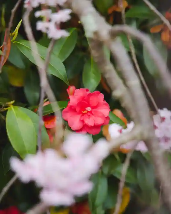秋田県護國神社(秋田県)