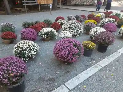 平塚八幡宮(神奈川県)