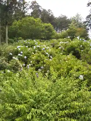金泉寺の{uncategorized: "未分類", other: "その他", undefined: "問題あり", building: "その他建物", grave: "お墓", sacred_gate: "鳥居", guardian: "狛犬", statue: "像", buddha: "仏像", history: "歴史", nature: "自然", garden: "庭園", animal: "動物", pagoda: "塔", temizu: "手水舎", mountain_gate: "山門・神門", sanctuary: "本殿・本堂", subordinate: "末社・摂社", art: "芸術", scenery: "景色", jizo: "地蔵", ema: "絵馬", goshuin: "御朱印", omikuji: "おみくじ", items: "授与品その他", amulet: "お守り", goshuincho: "御朱印帳", eats: "食事", festival: "お祭り", votive_dance: "神楽", shichigosan: "七五三参", wedding: "結婚式", experience: "体験その他", initially: "初詣", around: "周辺", anti_infection: "感染症対策"}