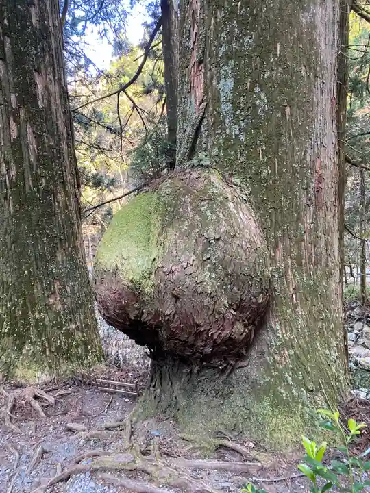 花園神社の自然
