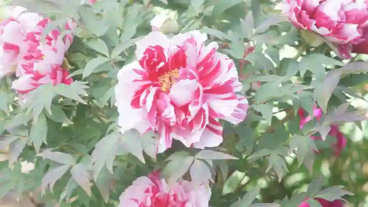 建仁寺(建仁禅寺)(京都府)